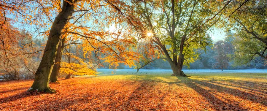 Beatifull morning sunrays in late autumn forest, trees covered with snow on background