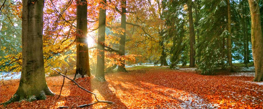 Beatifull morning sunrays in late autumn forest, trees covered 